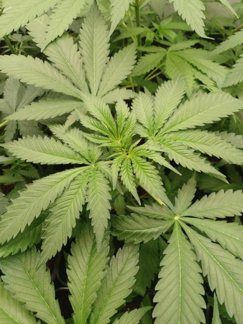 Zokas Sapphire Fem – Grow Update 🌱. Week 5