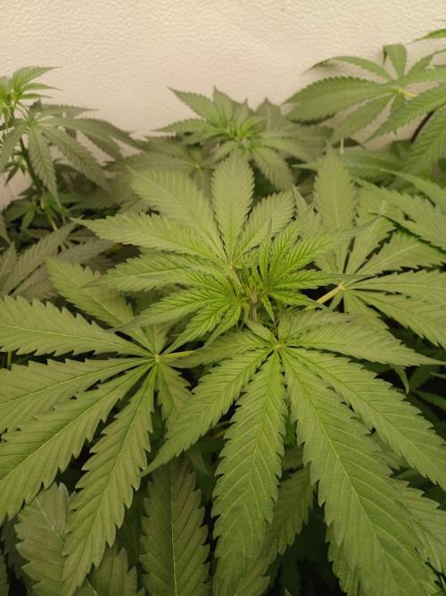 Zokas Sapphire Fem – Grow Update 🌱. Week 5