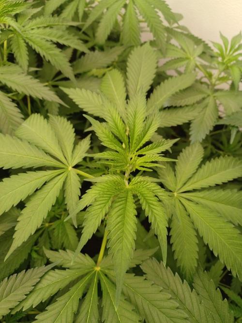Zokas Sapphire Fem – Grow Update 🌱. Week 5