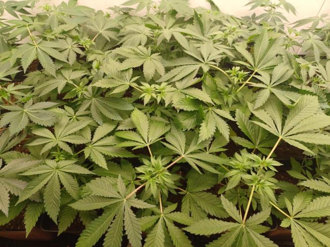 Troyana Fem – Grow Update 🌱. Week 5