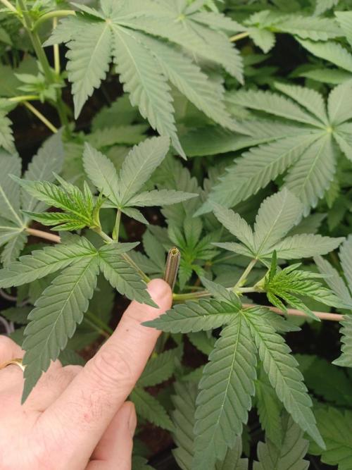 Troyana Fem – Grow Update 🌱. Week 5