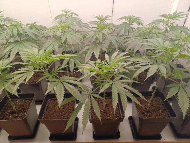 Zokas Sapphire Fem – Grow Update 🌱. Week 6
