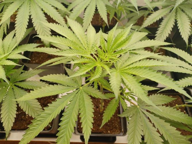 Zokas Sapphire Fem – Grow Update 🌱. Week 6