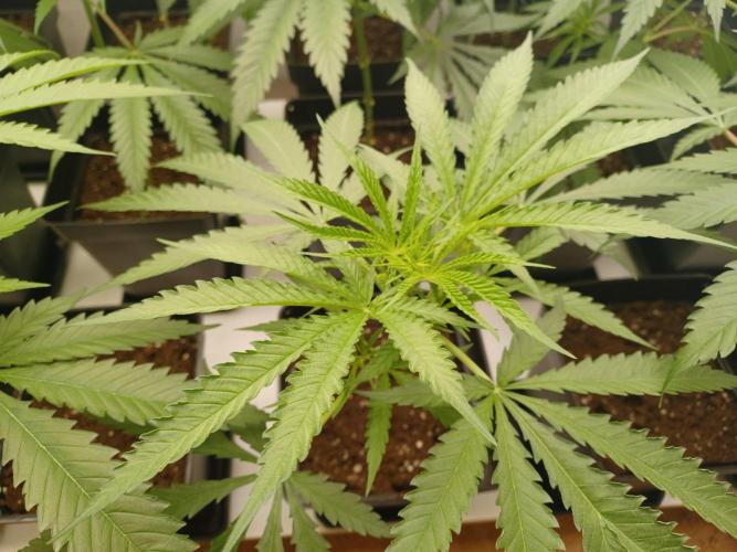 Zokas Sapphire Fem – Grow Update 🌱. Week 6
