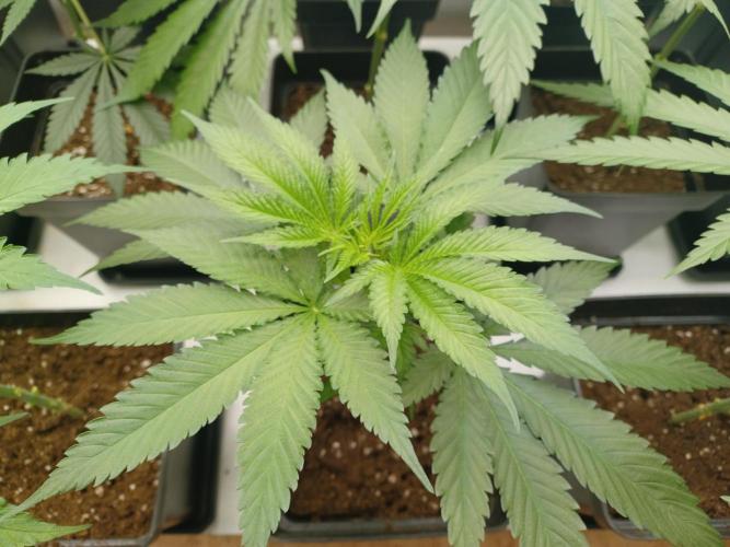 Zokas Sapphire Fem – Grow Update 🌱. Week 6