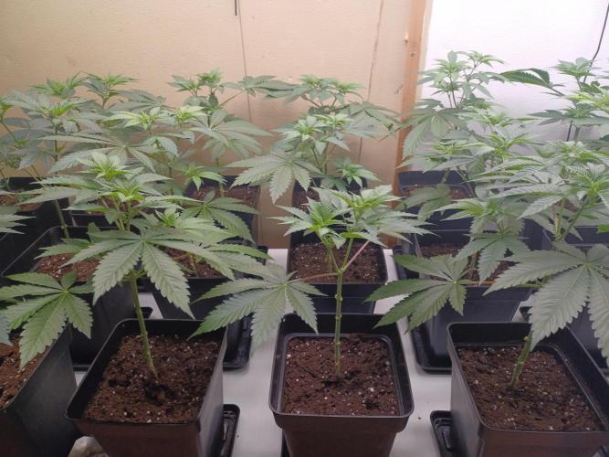Troyana Fem – Grow Update 🌱. Week 6