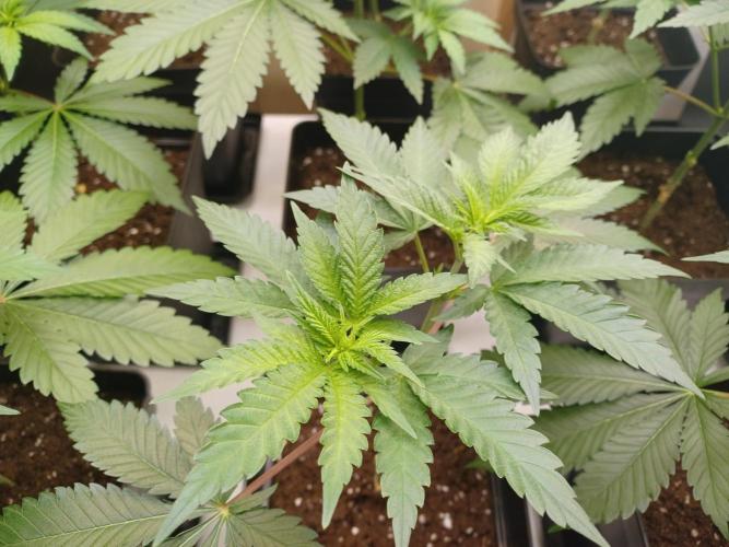Troyana Fem – Grow Update 🌱. Week 6