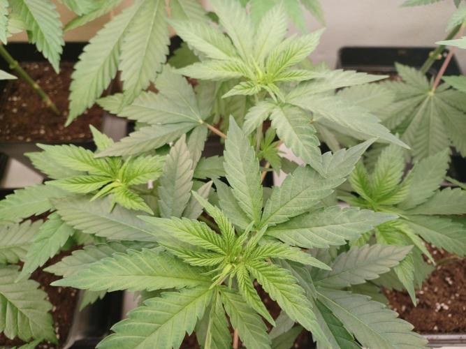 Troyana Fem – Grow Update 🌱. Week 6