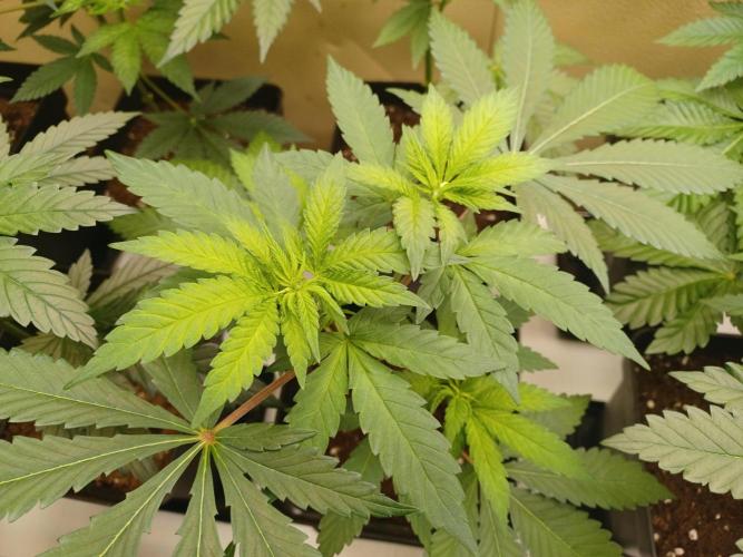Troyana Fem – Grow Update 🌱. Week 6