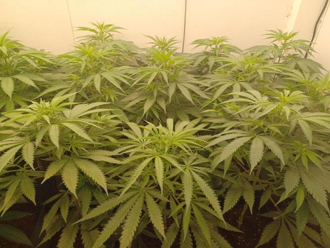 Zokas Sapphire Fem – Grow Update 🌱. Week 7