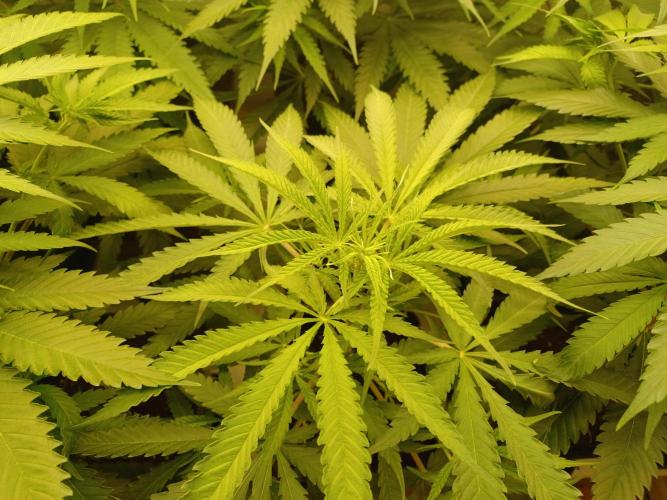 Zokas Sapphire Fem – Grow Update 🌱. Week 7