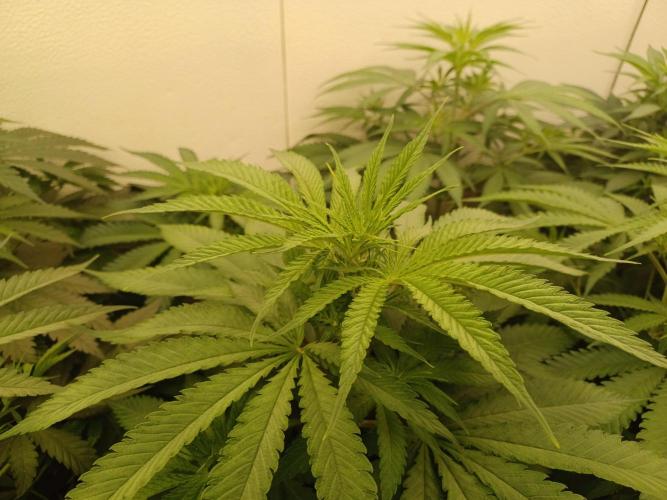 Zokas Sapphire Fem – Grow Update 🌱. Week 7