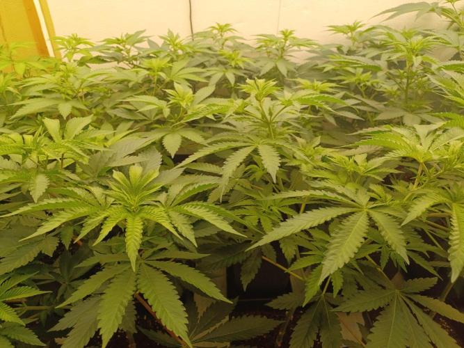 Troyana Fem – Grow Update 🌱. Week 7