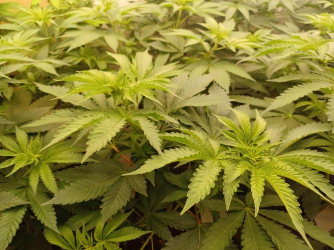 Troyana Fem – Grow Update 🌱. Week 7