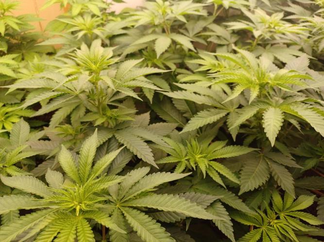Troyana Fem – Grow Update 🌱. Week 7
