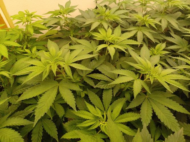 Troyana Fem – Grow Update 🌱. Week 7