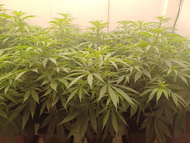 Zokas Sapphire Fem – Grow Update 🌱. Week 8