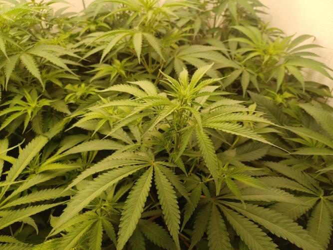 Zokas Sapphire Fem – Grow Update 🌱. Week 8
