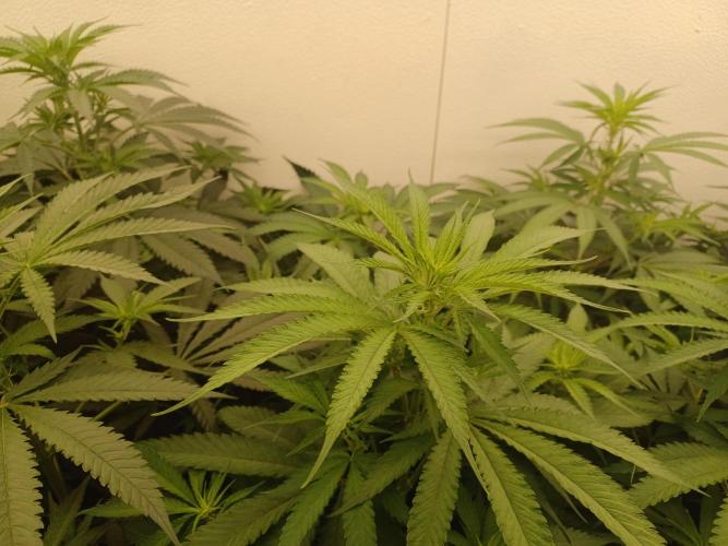 Zokas Sapphire Fem – Grow Update 🌱. Week 8