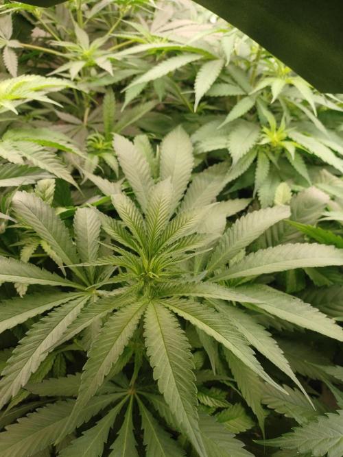 Zokas Sapphire Fem – Grow Update 🌱. Week 8