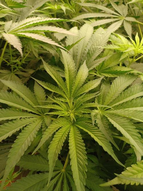 Zokas Sapphire Fem – Grow Update 🌱. Week 8