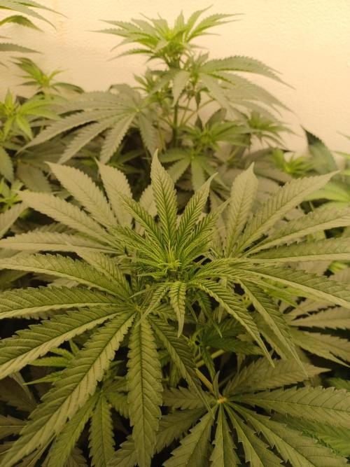 Zokas Sapphire Fem – Grow Update 🌱. Week 8