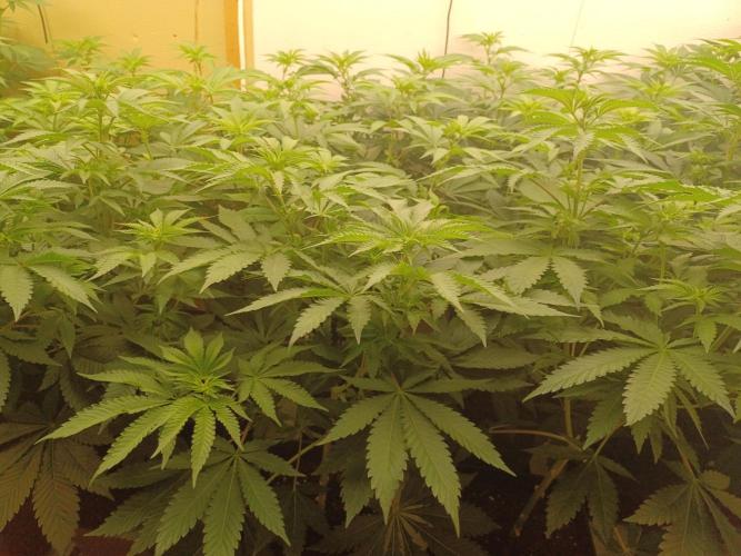 Troyana Fem – Grow Update 🌱. Week 8