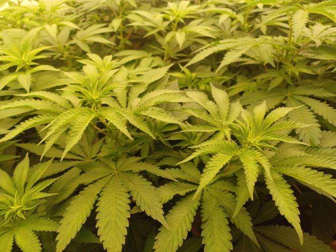 Troyana Fem – Grow Update 🌱. Week 8