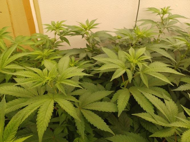 Troyana Fem – Grow Update 🌱. Week 8