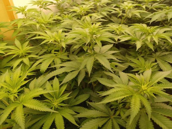Troyana Fem – Grow Update 🌱. Week 8
