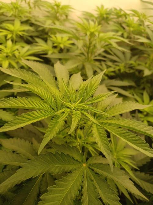 Troyana Fem – Grow Update 🌱. Week 8