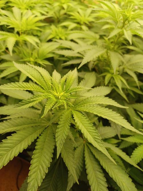 Troyana Fem – Grow Update 🌱. Week 8