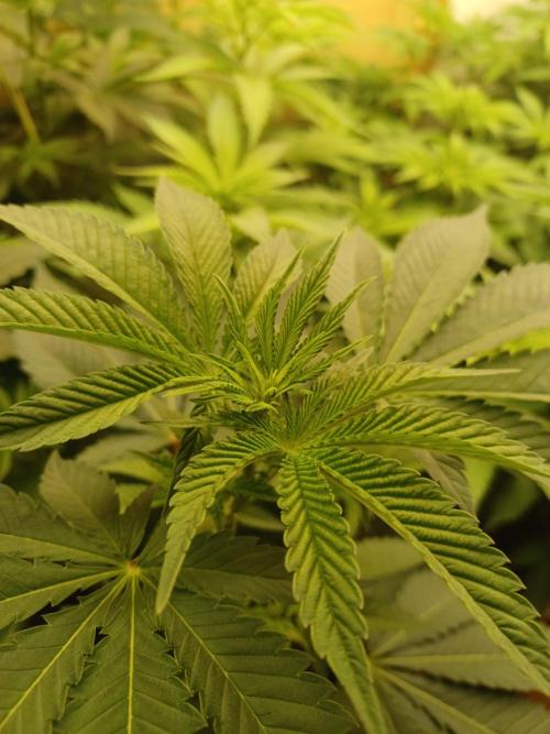Troyana Fem – Grow Update 🌱. Week 8