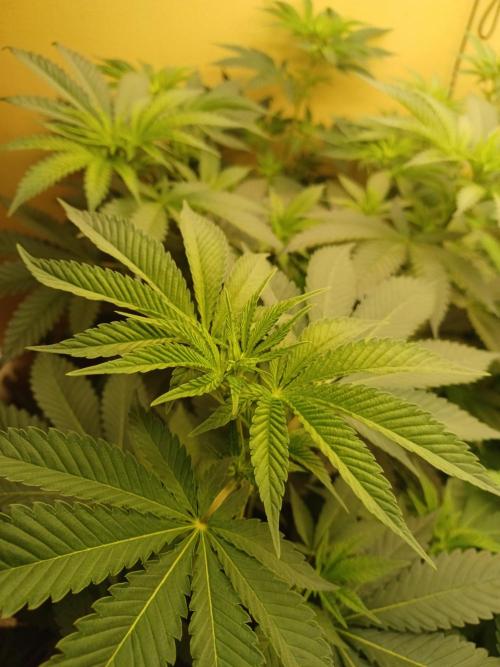 Troyana Fem – Grow Update 🌱. Week 8