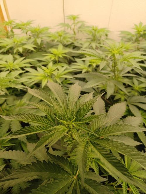 Troyana Fem – Grow Update 🌱. Week 8
