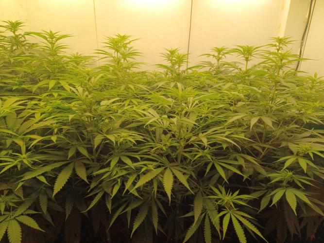 Zokas Sapphire Fem – Grow Update 🌱. Week 9