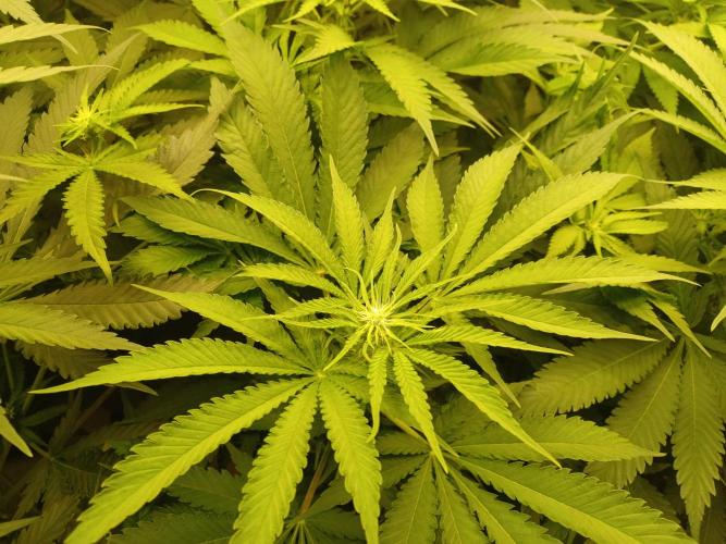Zokas Sapphire Fem – Grow Update 🌱. Week 9