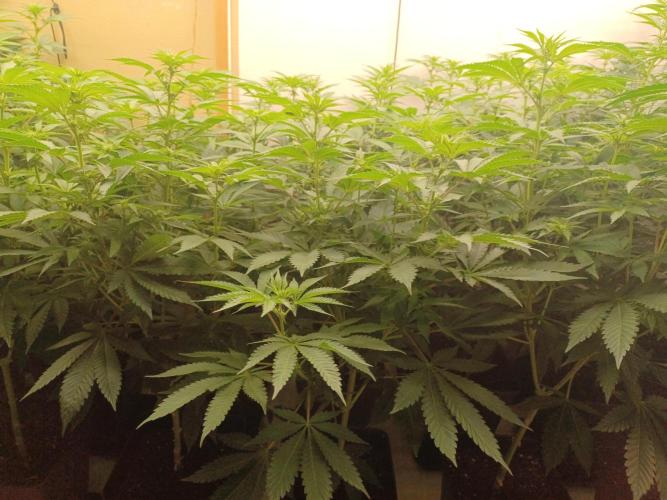 Troyana Fem – Grow Update 🌱. Week 9