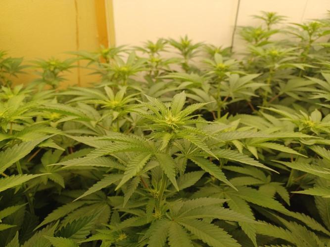 Troyana Fem – Grow Update 🌱. Week 9