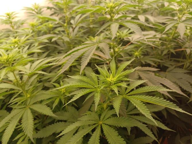 Troyana Fem – Grow Update 🌱. Week 9