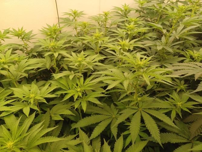 Troyana Fem – Grow Update 🌱. Week 9
