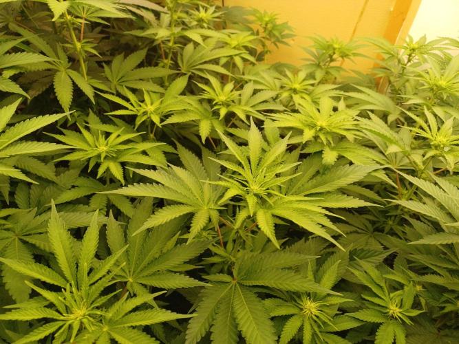 Troyana Fem – Grow Update 🌱. Week 9