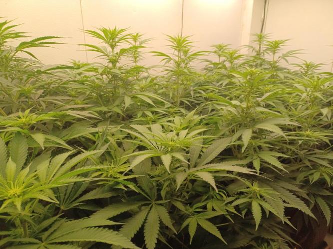 Zokas Sapphire Fem – Grow Update 🌱. Week 9
