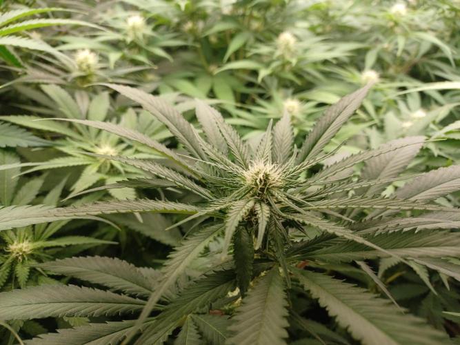 Zokas Sapphire Fem – Grow Update 🌱. Week 10