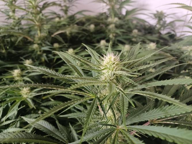 Zokas Sapphire Fem – Grow Update 🌱. Week 10