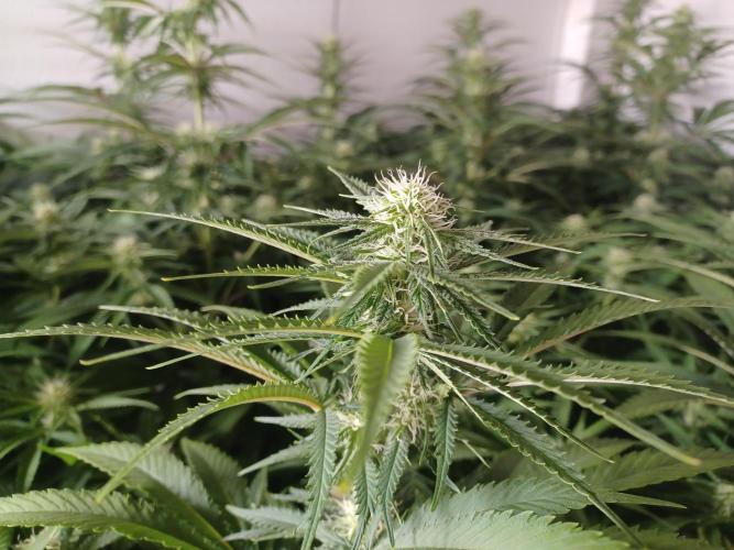 Zokas Sapphire Fem – Grow Update 🌱. Week 10
