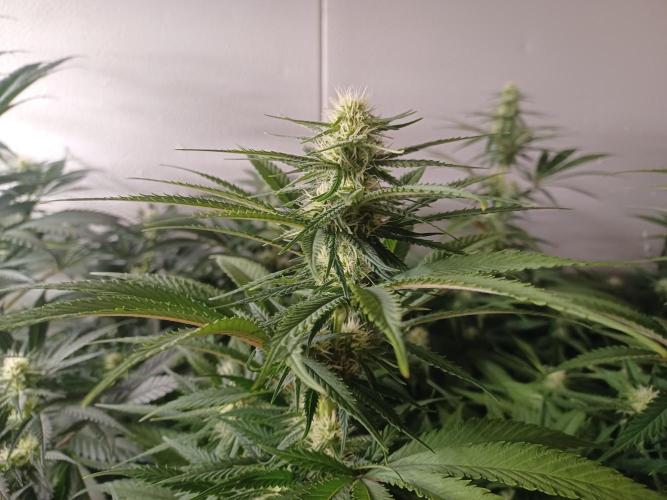 Zokas Sapphire Fem – Grow Update 🌱. Week 10