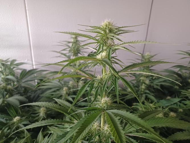 Zokas Sapphire Fem – Grow Update 🌱. Week 10