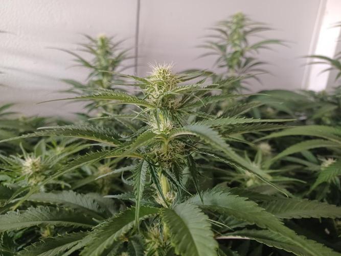 Zokas Sapphire Fem – Grow Update 🌱. Week 10