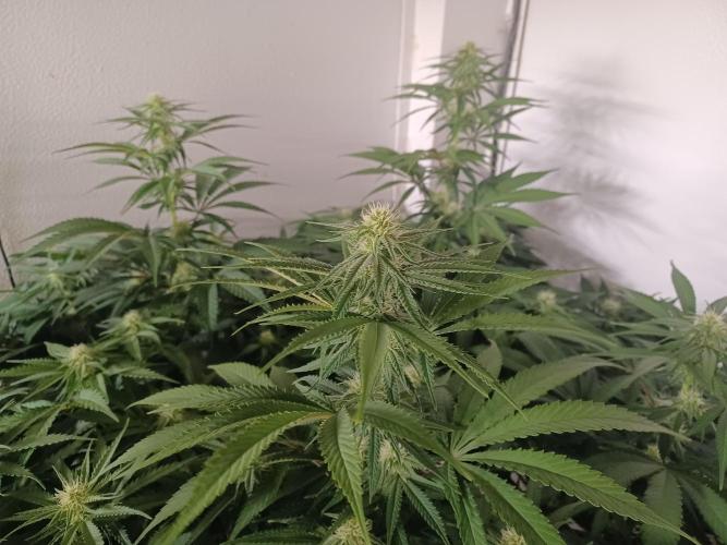 Zokas Sapphire Fem – Grow Update 🌱. Week 10
